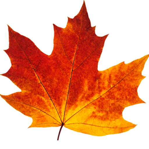 Red and orange maple leaf with vivid autumn colors, intricate vein patterns, and sharp edges, conveying a sense of seasonal change and natural beauty.