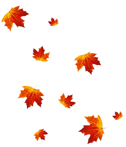 Scattered autumn leaves in vibrant red and orange hues against a white background, conveying a sense of fall and seasonal change.